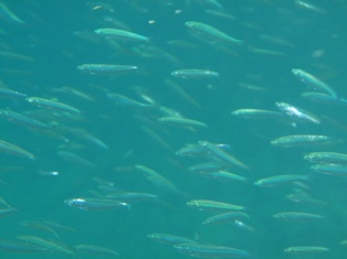vissen in zee bij Hurghada