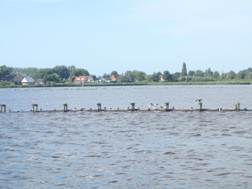 vogels bij de Vlietlanden