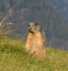 marmot