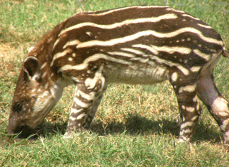 babytapir