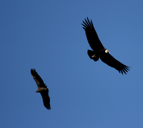 condors