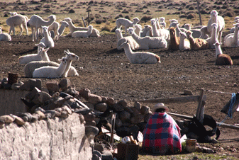 lama's