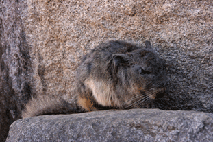 Chinchilla