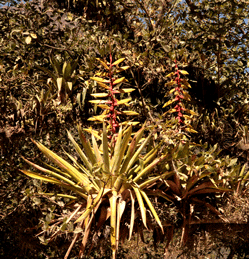 tillandsia