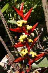 Botanische tuin Loja