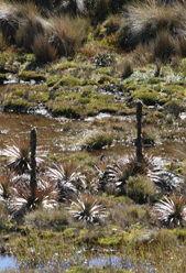 El Cajas