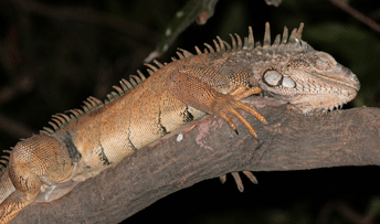 iguana