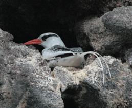 keerkringvogel