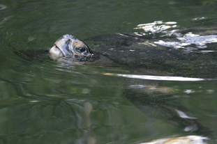 zeeschildpad