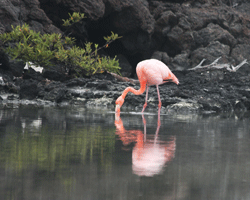 flamingo